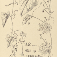 32. CYCLANTHERA I. Eichleri, II. elegans.
