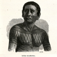 Indien mundurucu