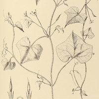 34. SICYOS fusiformis.