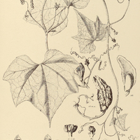 35. SECHIUM edule.