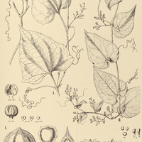 36. SICYDIUM I. monospermum, II. gracile.