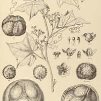 37. FEUILLEA trilobata.