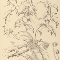 38. ANISOSPERMA Passiflora.