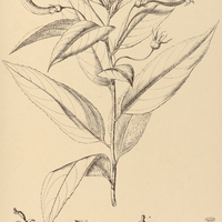 39. CENTROPOGON Surinamensis.