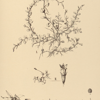 40. PRATIA I. hederacea, II. reniformis.