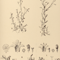 41. LOBELIA I. aquatica, II. nummularioides.