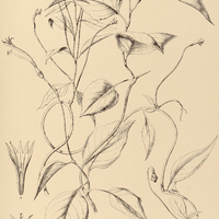 43. SIPHOCAMPYLUS convolvuloides.