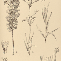 44. SIPHOCAMPYLUS I. imbricatus, II. lycioides.