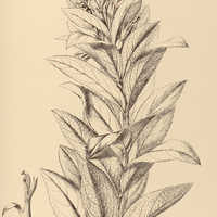45. SIPHOCAMPYLUS verticillatus.