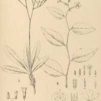 46. I. STATICE Brasiliensis, II. PLUMBAGO scandens.