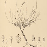 47. PLANTAGO coriacea.