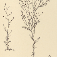 48. CEPHALOSTIGMA Bahiense.