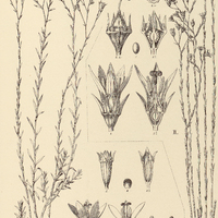 49. WAHLENBERGIA I. linarioides ; II. brasiliensis.