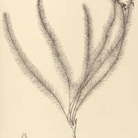 50. HEMIPOGON setaceus.