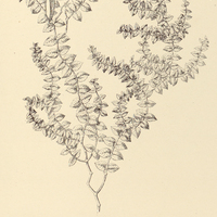 51. NAUTONIA nummularia.