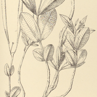52. ASCLEPIAS candida.