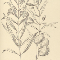 53. GOMPHOCARPUS brasiliensis.