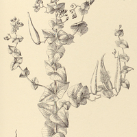 54. BARJONIA cymosa.