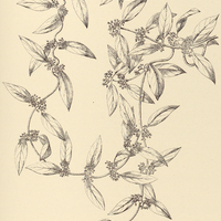 55. METASTELMA odoratum.