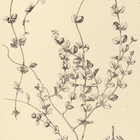 56. HUSNOTIA rotundifolia.