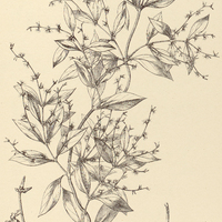 57. LOROSTELMA Strutianthus.