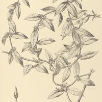 58. ORTHOSIA Eichleri.