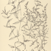 59. ORTHOSIA I. umbrosa, II. multiflora.