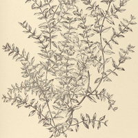 60. AMPHISTELMA parviflorum.