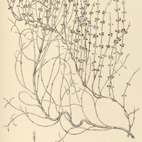 61. AMPHISTELMA melanthum.