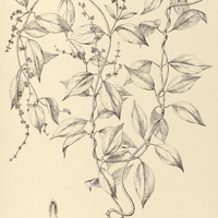 62. TASSADIA Martiana.