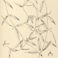 63. ZYGOSTELMA calcaratum.