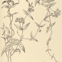 64. SARCOSTEMMA pallidum.