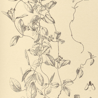 65. PEPLONIA nitida.