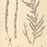 66. DITASSA I. virgata, II. acerosa.