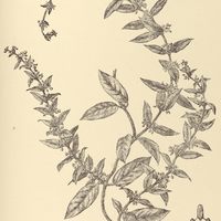68. DITASSA rufescens.
