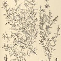 71. DITASSA I. oxypetala, II. fasciculata.