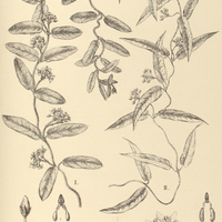 73. OXYPETALUM I. Minas Gerais, II. pachyglossum.