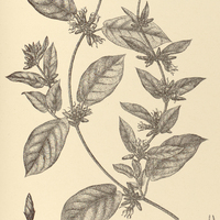 74. OXYPETALUM Lagoënse.