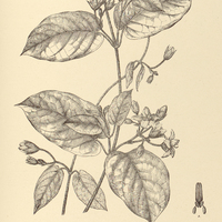 75. OXYPETALUM suaveolens.