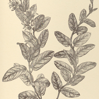 76. OXYPETALUM lanatum.