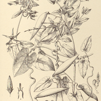 77. OXYPETALUM Banksii.