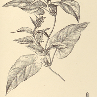 78. OXYPETALUM Guilleminianum.