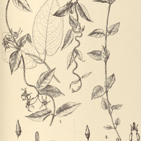 79. OXYPETALUM I. Schottii, II. parviflorum.