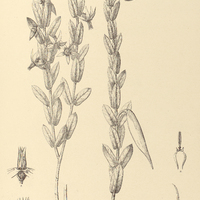 80. OXYPETALUM strictum.