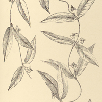81. CALOSTIGMA Glaziovii.