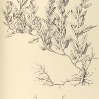 82. MELINIA Glaziovii.