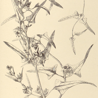 83. MORRENIA odorata.