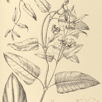 84. ARAUJIA hortorum.