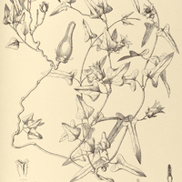 85. LAGENIA megapotamica.
