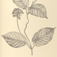 86. FISCHERIA Warmingii.